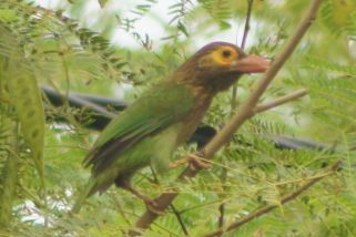 Psilopogon zeylanicus - Braunkopf-Bartvogel (Ceylon-Grünbartvogel)